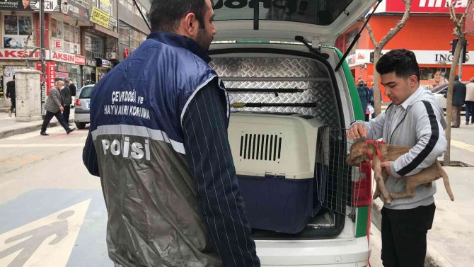 Haydi̇’den Pitbull Operasyonu, Cezalar Peş Peşe Geldi
