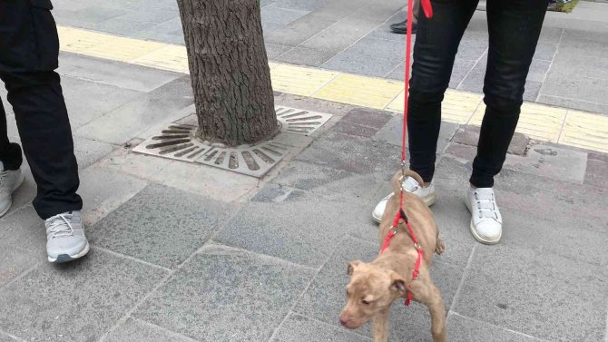 Haydi̇’den Pitbull Operasyonu, Cezalar Peş Peşe Geldi