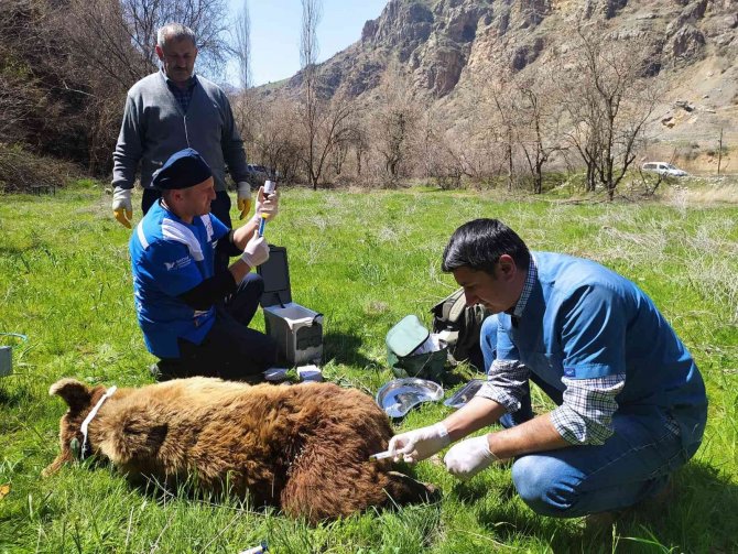Hakkari’de Yaralı Ayı Tedavi Altına Alındı