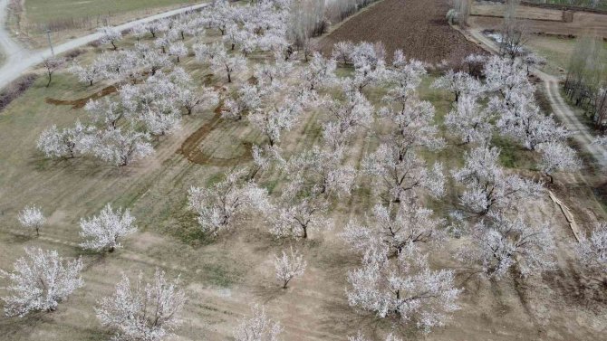 Iğdır’da Çiçekleriyle Tabloları Aratmayan Kayısı Ağaçları Havadan Görüntülendi