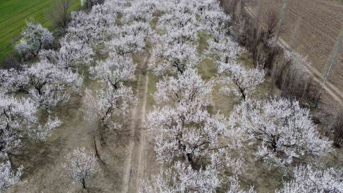Iğdır’da Çiçekleriyle Tabloları Aratmayan Kayısı Ağaçları Havadan Görüntülendi