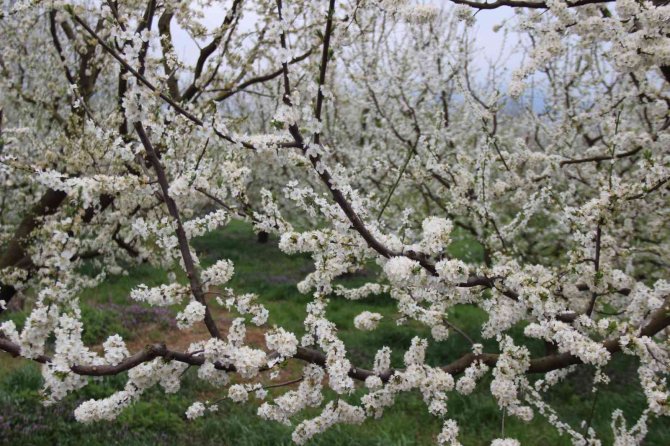 Lezzetliyle Ünlü Eşme Eriği Ağaçları Çiçek Açtı