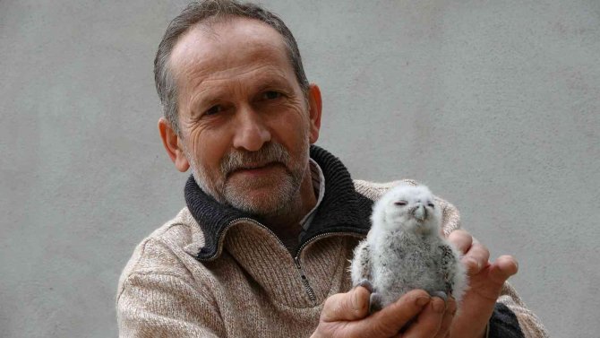 Serendisine Yavrulayan Baykuşla Dost Oldu