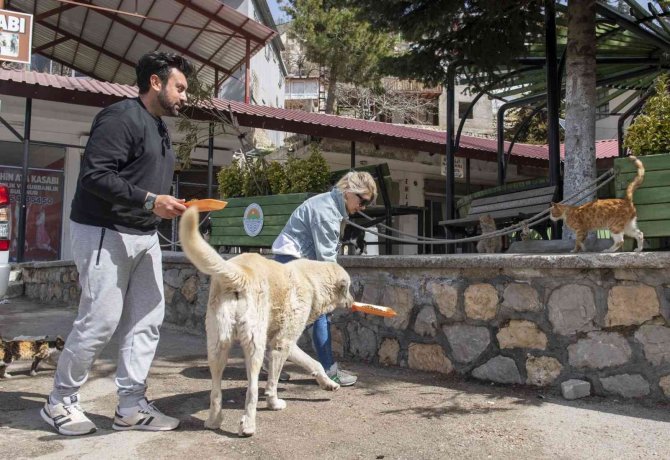 Gönüllüler Sokak Hayvanlarını Besledi