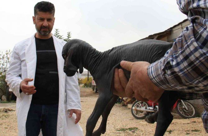 Hayatı Boyunca Tüysüz Kalacak