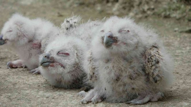 Serendisine Yavrulayan Baykuşla Dost Oldu