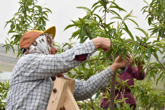 Tarsuslu Çiftçiler, Doğru Ve Sürdürülebilir Tarım İçin Bilgilendirildi