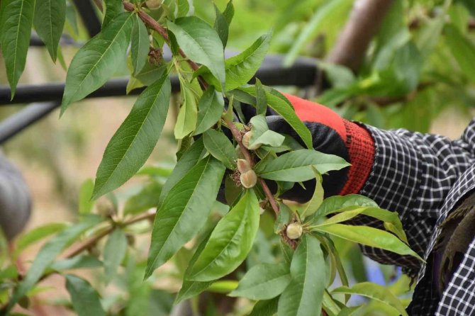 Tarsuslu Çiftçiler, Doğru Ve Sürdürülebilir Tarım İçin Bilgilendirildi