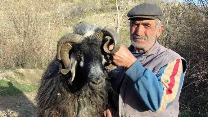 4 Yaşında 4 Boynuzu İle Dikkat Çekti