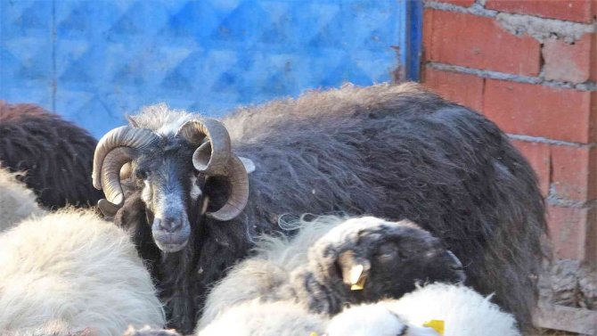 4 Yaşında 4 Boynuzu İle Dikkat Çekti