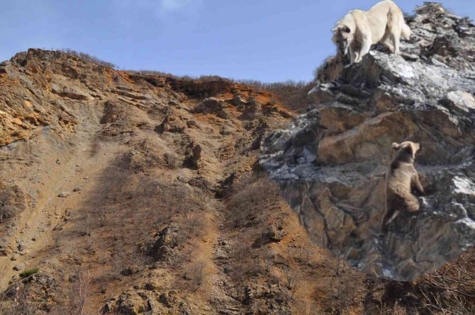 Tunceli’de Yaban Hayvanları Başıboş Köpeklerin Hedefinde