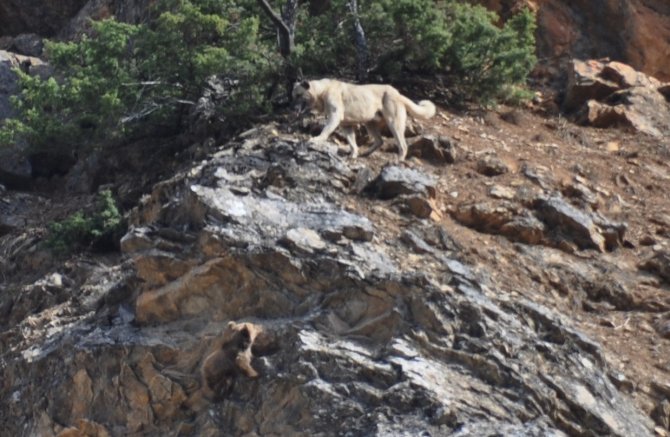 Tunceli’de Yaban Hayvanları Başıboş Köpeklerin Hedefinde