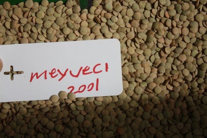 Yerli Mercimek Ekimi Yapıldı