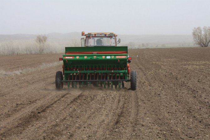 Yerli Mercimek Ekimi Yapıldı
