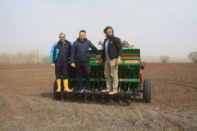 Yerli Mercimek Ekimi Yapıldı