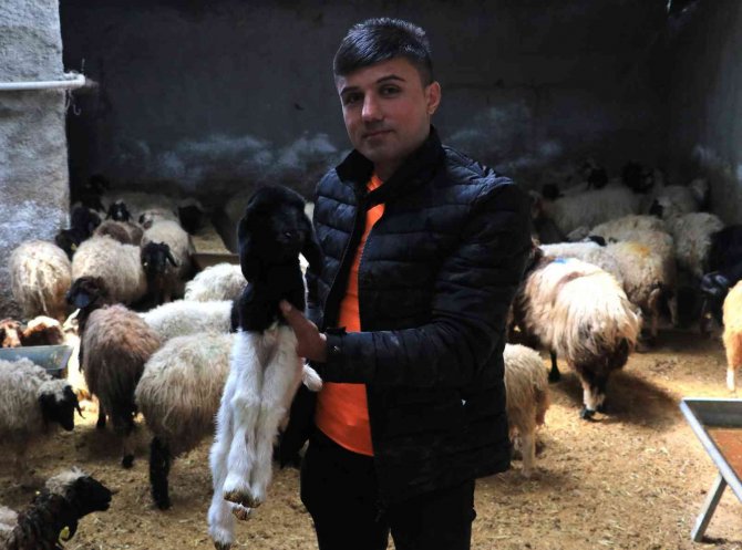 Aracılar Koyunları Ahırda Tutup Fiyat Yükseltiyor