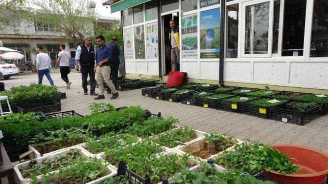 Günde 10 Bin Fide Satılıyor: Vatandaş Üretici Oldu