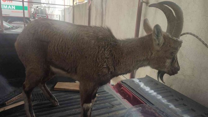 Yol Kenarında Bitkin Halde Bulduğu Yaban Keçisini Milli Park Görevlilerine Teslim Etti