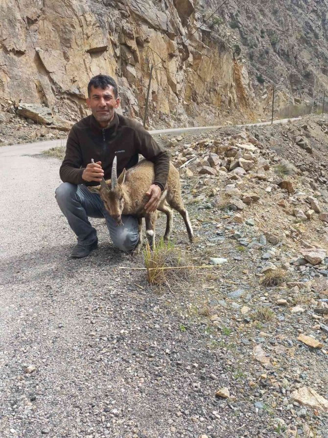 Yol Kenarında Bitkin Halde Bulduğu Yaban Keçisini Milli Park Görevlilerine Teslim Etti