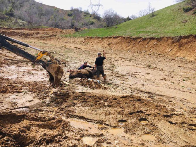 Bingöl’de Çamura Saplanan İnek Kurtarıldı