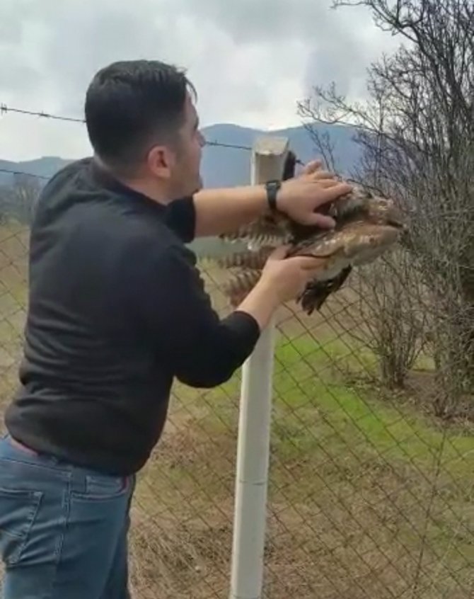 Bursa’da Çiftlere Takılan Şahin Kurtarıldı