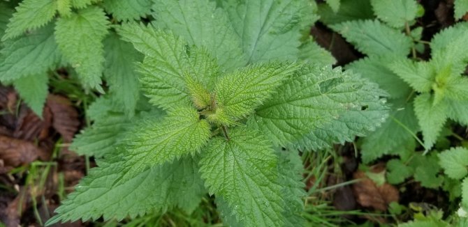 Giresun Isırganı Coğrafi İşaret Aldı