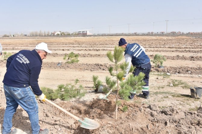 Karatay’da Ağaçlandırma Çalışmaları Sürüyor