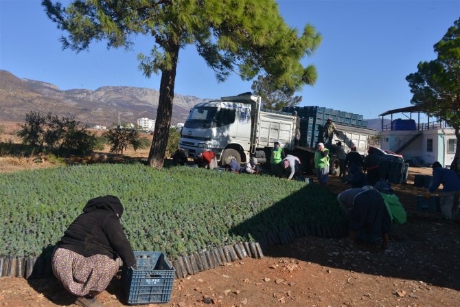 Yeşilovacık’ta Yanan Alanlar Milyonlarca Tohum Ve Binlerce Fidanla Yeniden Yeşeriyor