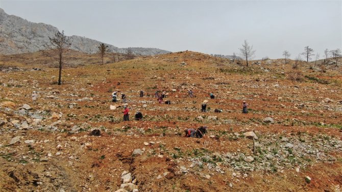 Yeşilovacık’ta Yanan Alanlar Milyonlarca Tohum Ve Binlerce Fidanla Yeniden Yeşeriyor