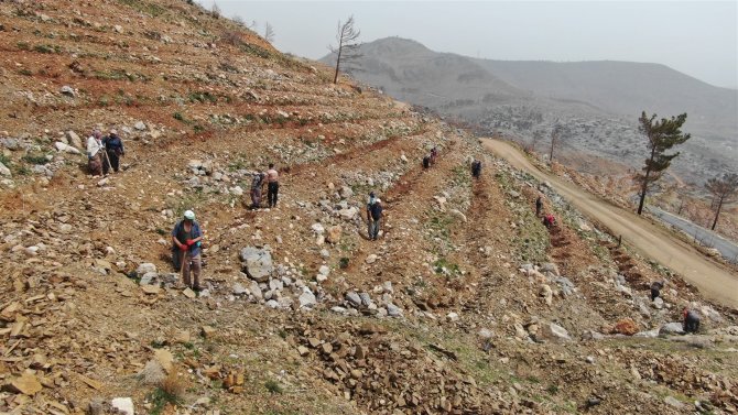 Yeşilovacık’ta Yanan Alanlar Milyonlarca Tohum Ve Binlerce Fidanla Yeniden Yeşeriyor