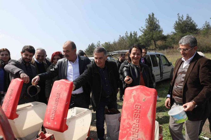 Mudanya Belediyesi Ayçiçek Tohumlarını Toprakla Buluşturdu
