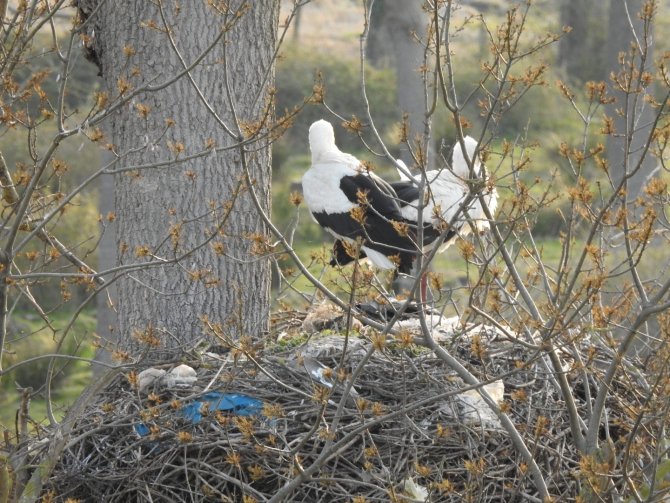 Çevreye Atılan Çöpler Leylekleri Tehdit Ediyor