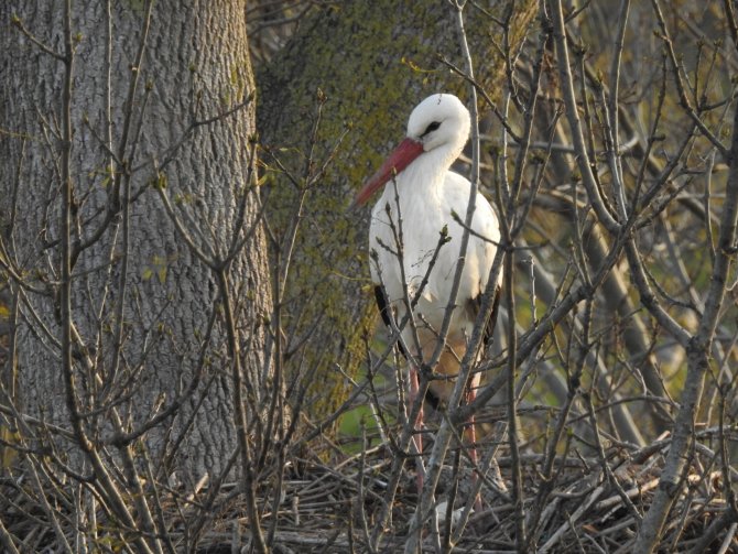 Çevreye Atılan Çöpler Leylekleri Tehdit Ediyor
