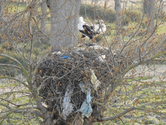 Çevreye Atılan Çöpler Leylekleri Tehdit Ediyor