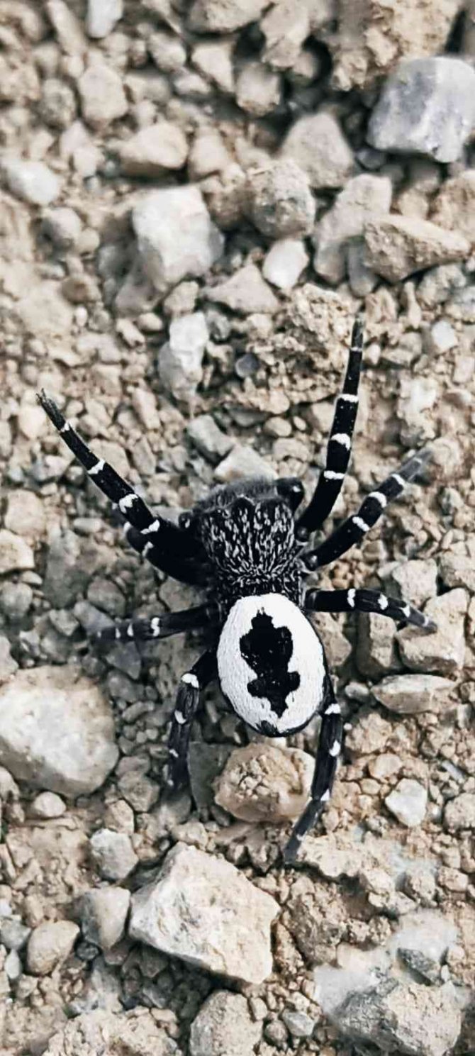 Tunceli’de Fotoğraflanın Örümceğin Henüz Keşfedilmemiş Tür Olması Muhtemel