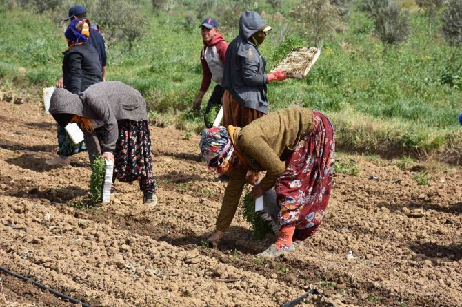 Manisa’da Domates Dikimi Başladı
