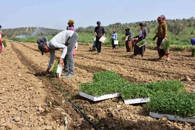 Manisa’da Domates Dikimi Başladı