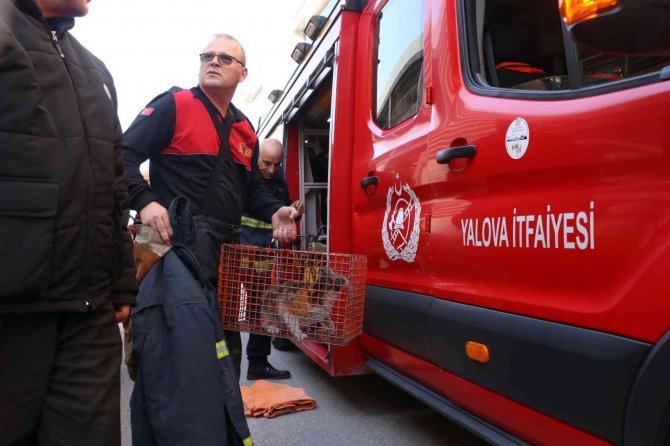 Yalova’da Otomobil Motoruna Sıkışan Kedi Kurtarıldı
