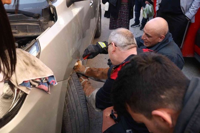 Yalova’da Otomobil Motoruna Sıkışan Kedi Kurtarıldı