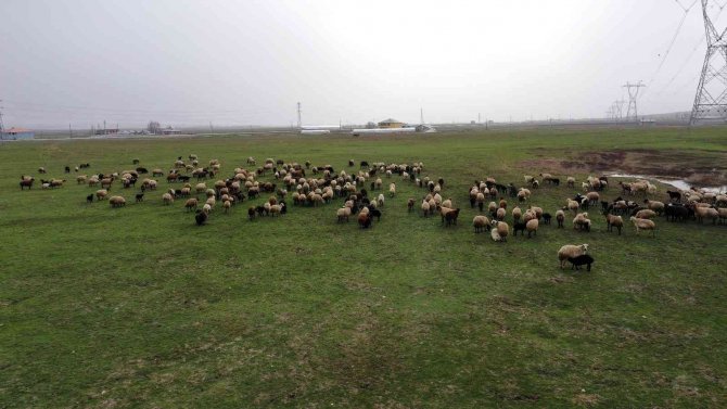 Beyaz Örtünün Kalkmasıyla Canlanan Muş Ovası Hayvancılıkla Şenlendi