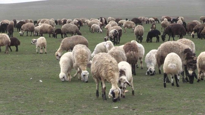 Beyaz Örtünün Kalkmasıyla Canlanan Muş Ovası Hayvancılıkla Şenlendi