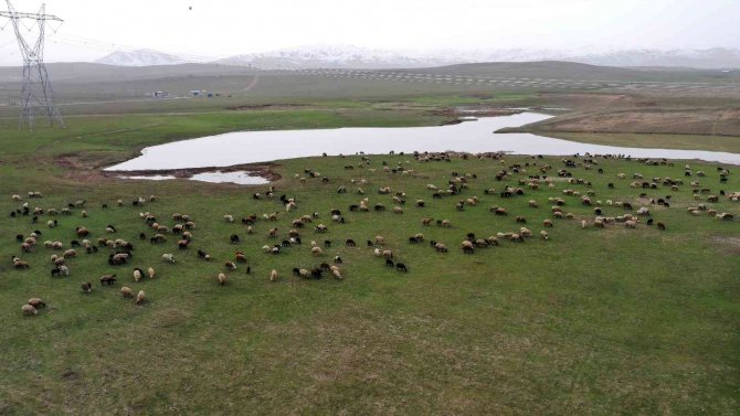 Beyaz Örtünün Kalkmasıyla Canlanan Muş Ovası Hayvancılıkla Şenlendi