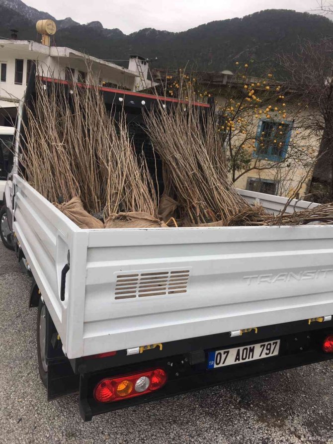 Büyükşehir’den İpekböceği Yetiştiricilerine Destek