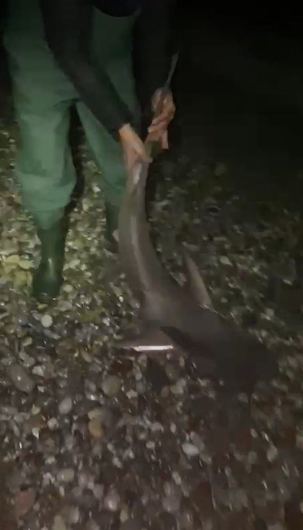 Oltalarına İkinci Kez Takılan Köpekbalığını "Gelme Bir Daha" Diye Bağırarak Denize Bıraktılar