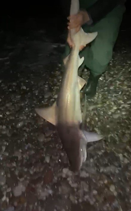 Oltalarına İkinci Kez Takılan Köpekbalığını "Gelme Bir Daha" Diye Bağırarak Denize Bıraktılar