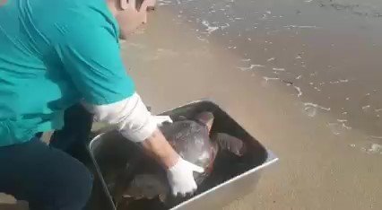 Yeşil Deniz Kaplumbağası Tekrar Deniz İle Buluştu