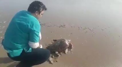 Yeşil Deniz Kaplumbağası Tekrar Deniz İle Buluştu
