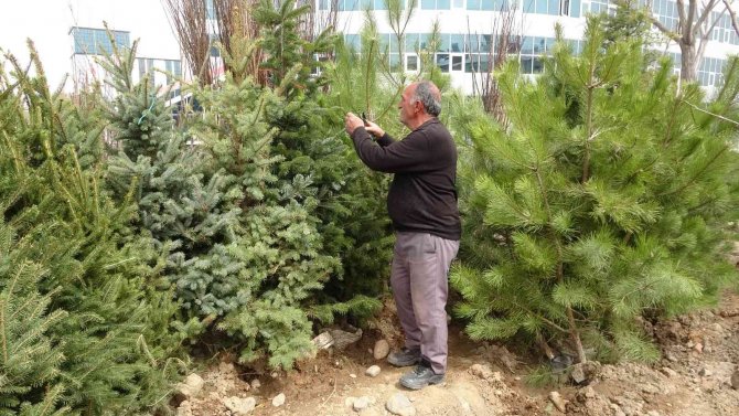Bingöl’e Bahar Ayı Geç De Olsa Geldi, Fidan Satışları Başladı