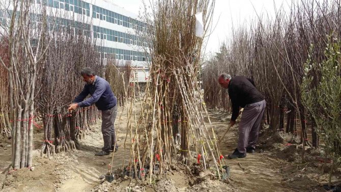 Bingöl’e Bahar Ayı Geç De Olsa Geldi, Fidan Satışları Başladı