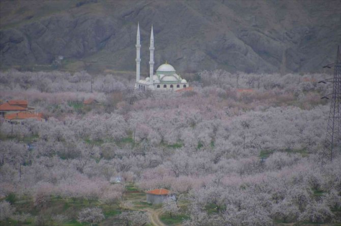 Kayısı Ağaçları 20 Gün Geç Çiçek Açtı